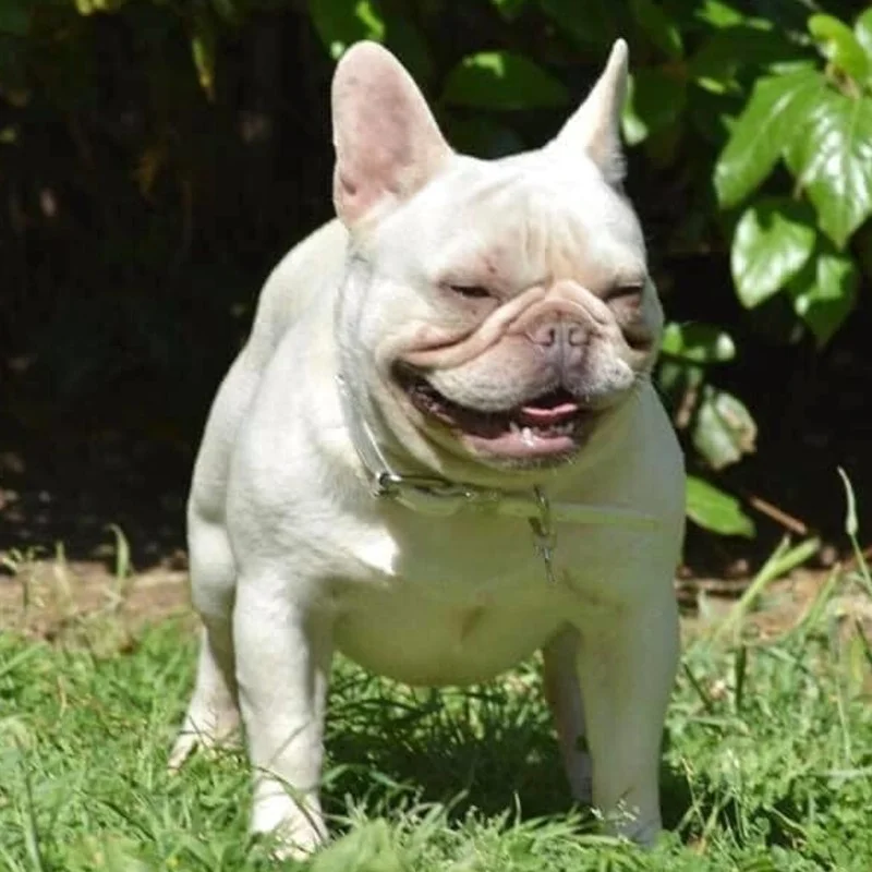 Phatdaibulls Boy