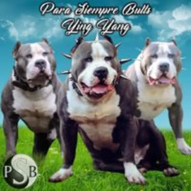 True Blood Pit Bulls Ying Yang