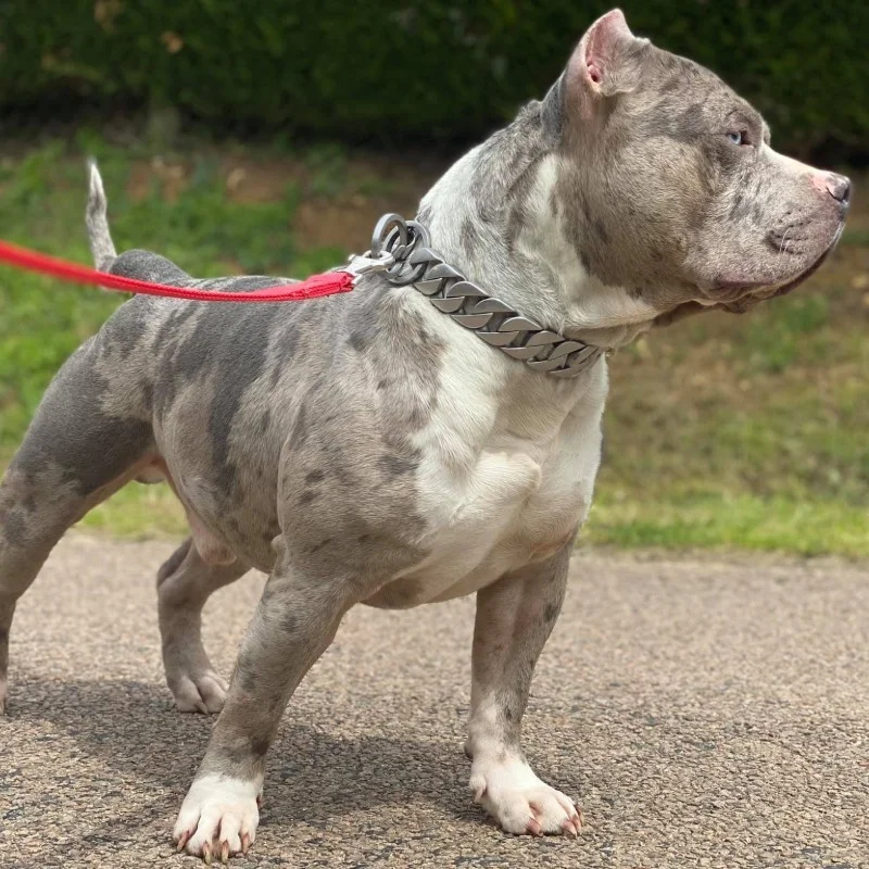 Jungle Bullyz Broly