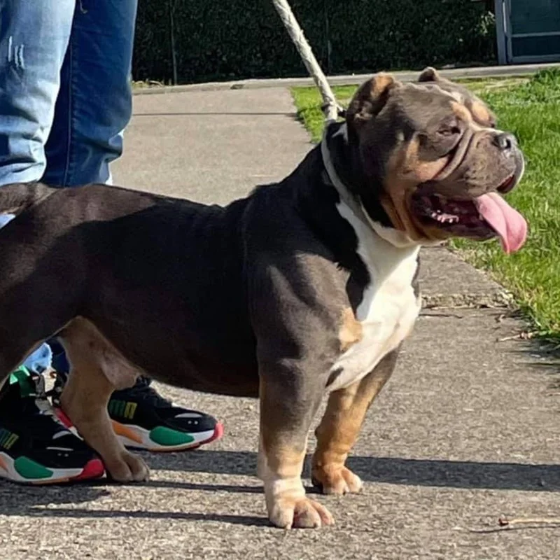 U&O Exotic Bully Yoko