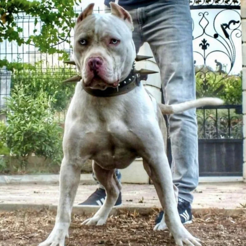 Andrades Hidalgo