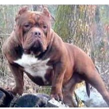 Muscletone's Lil Bear
