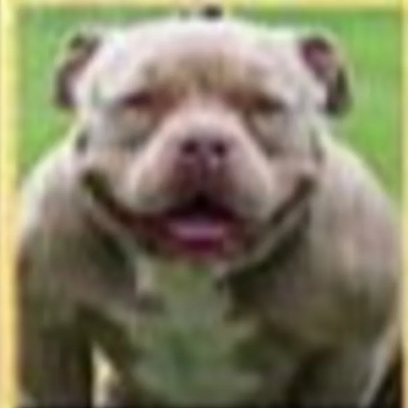 Royal Swiss Bully's Crusty