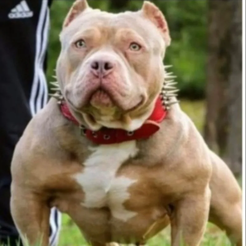 Bully Love Blue Blue Mon Bon Petit