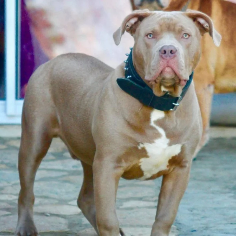 Bull Kennel Aslan