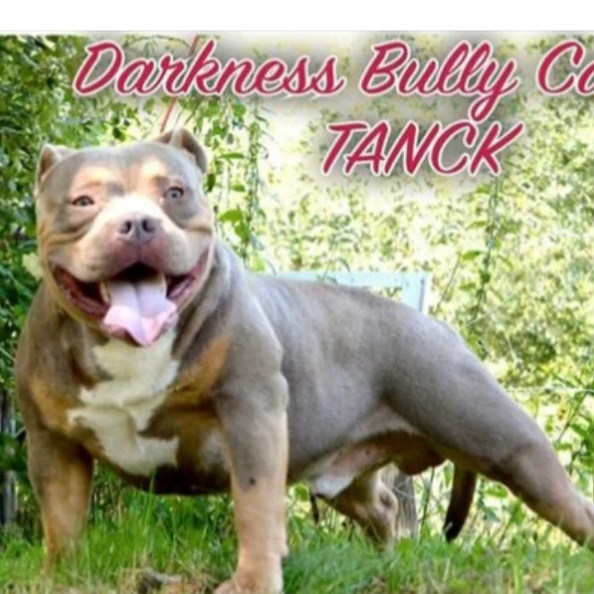 Darkness Bully Camp Tank Cot.1