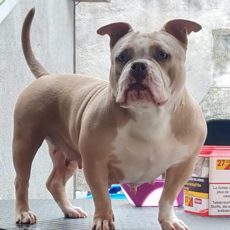 Xena Bully Dog's Family