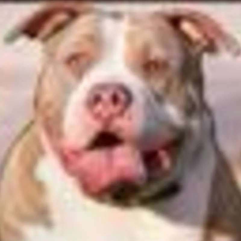 Bully Dog's Family Chealsee