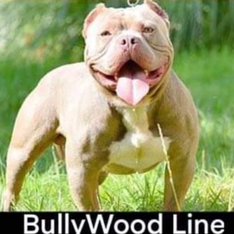 Bully Wood Line Veyron
