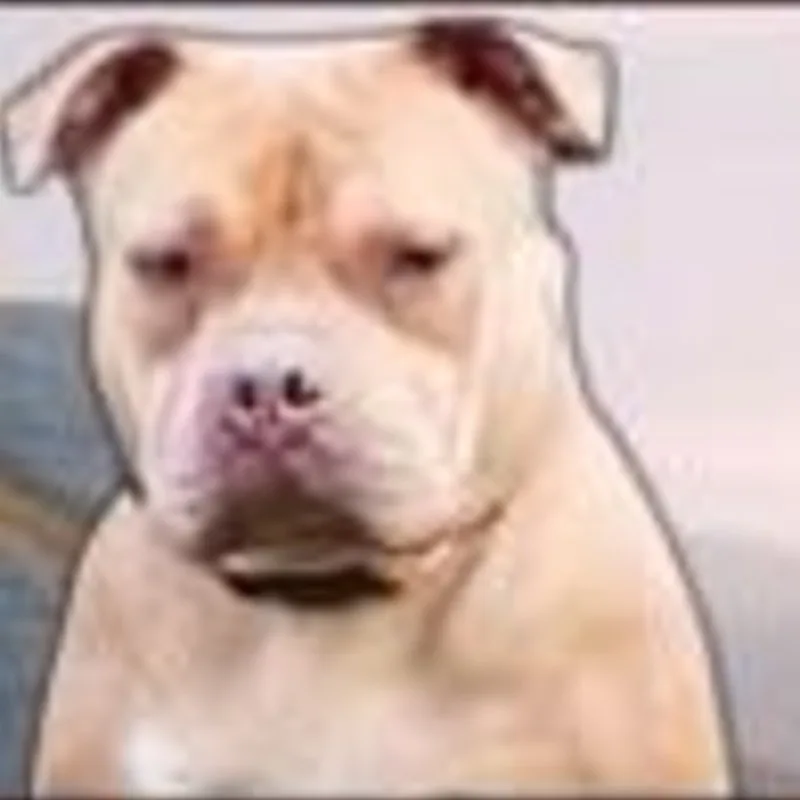 Bully Dog's Family Nina