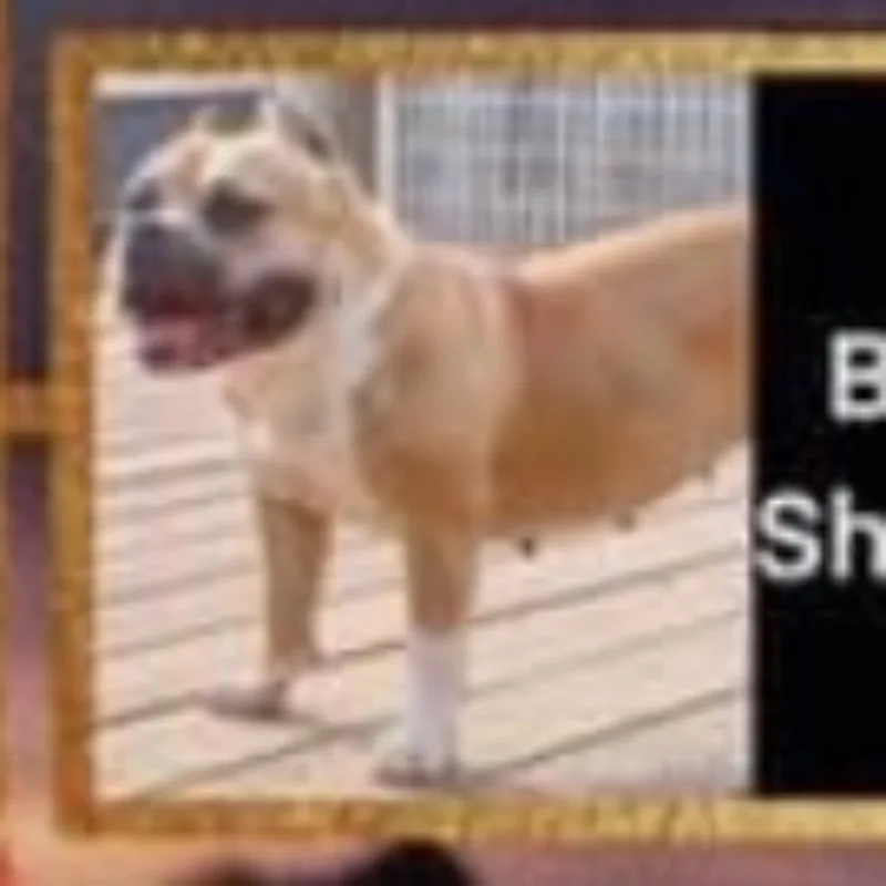 Bully Dog's Family Shaym