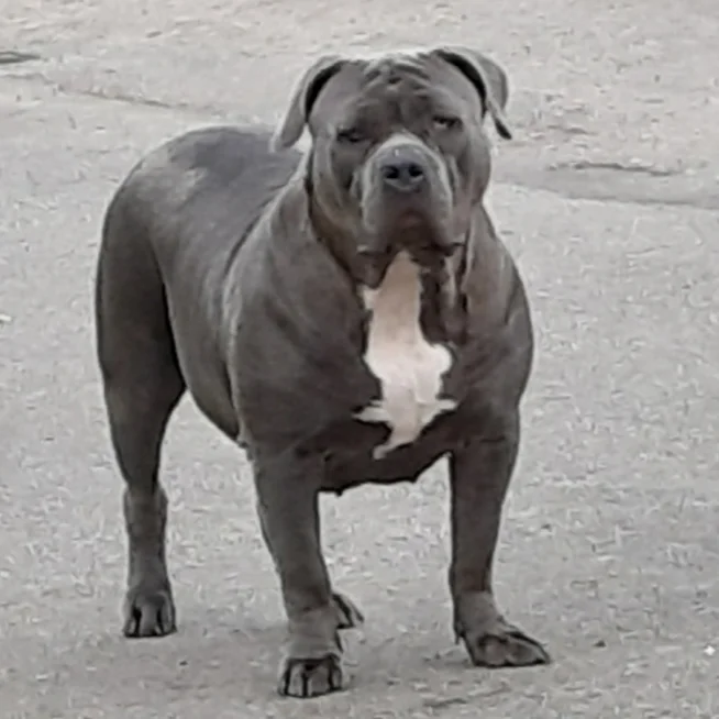 Meteor Bully Bianca