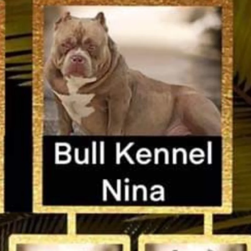 Bull Kennel Nina