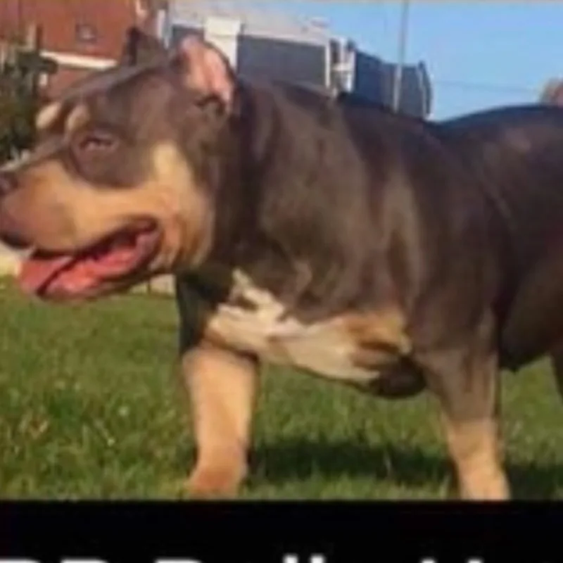 RB Bully Hera