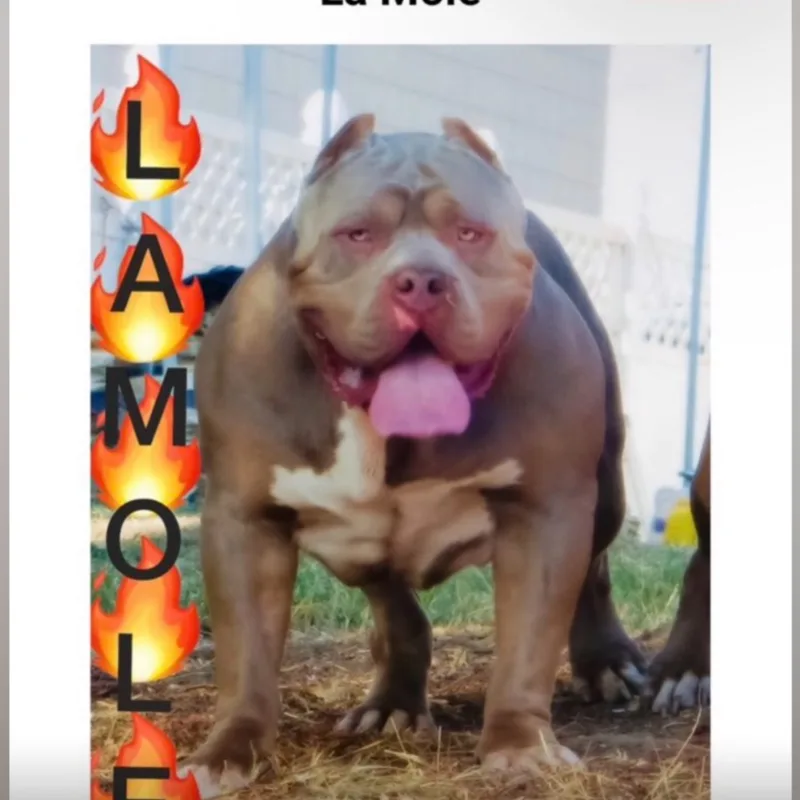 La Mole