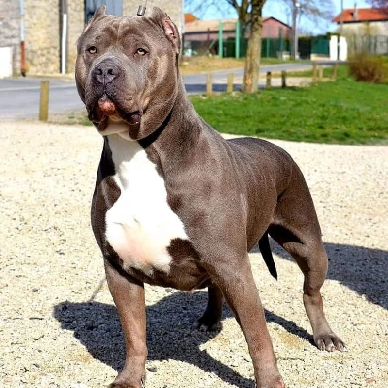 SBP'S Kitmir
