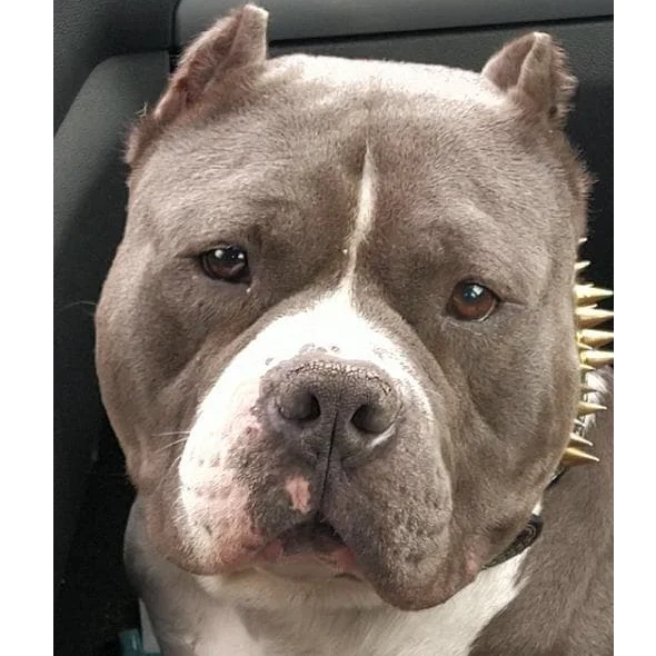 Muscletone's Hades