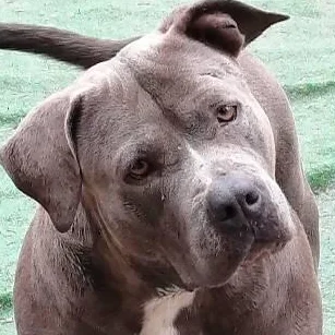 Asian Bully's Kalyci