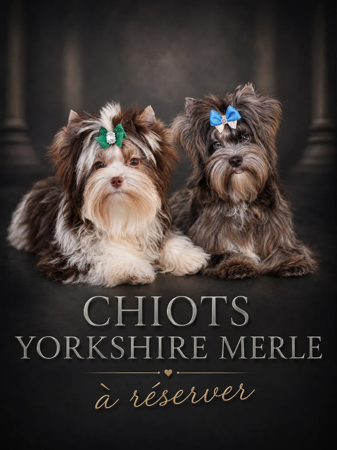 Miss York, élevage de Biewer Yorkshire et Yorkshire à Apprieu (Isère), photo 4