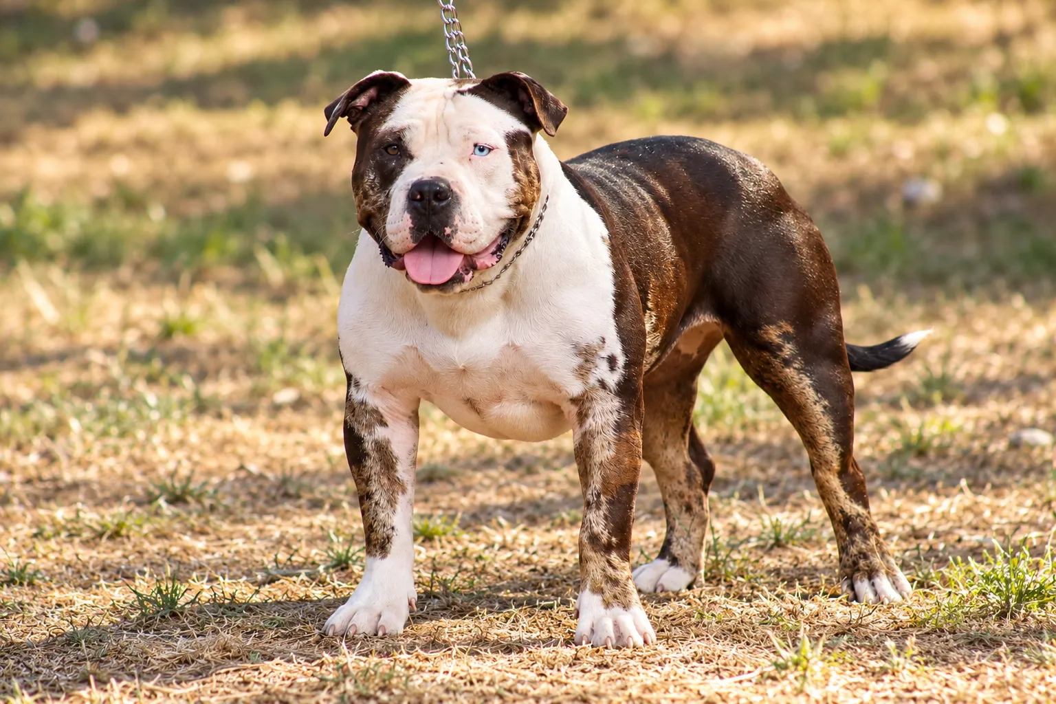 The Bully’s Chronicles Elevage de Bel Air, élevage d'American Bully à Saint André de Sangonis (Hérault), photo 2