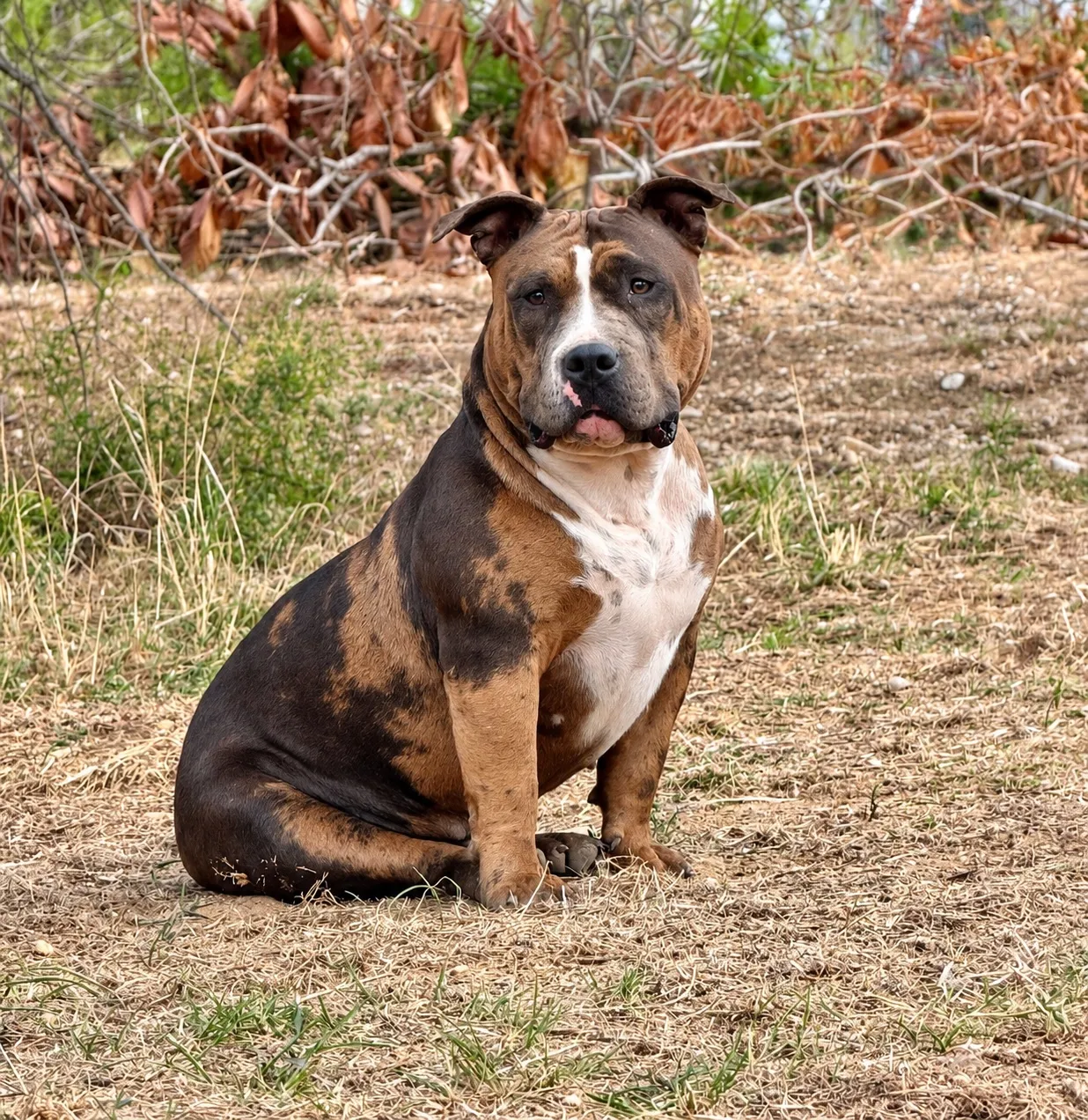 The Bully’s Chronicles Elevage de Bel Air, élevage d'American Bully à Saint André de Sangonis (Hérault), photo 3