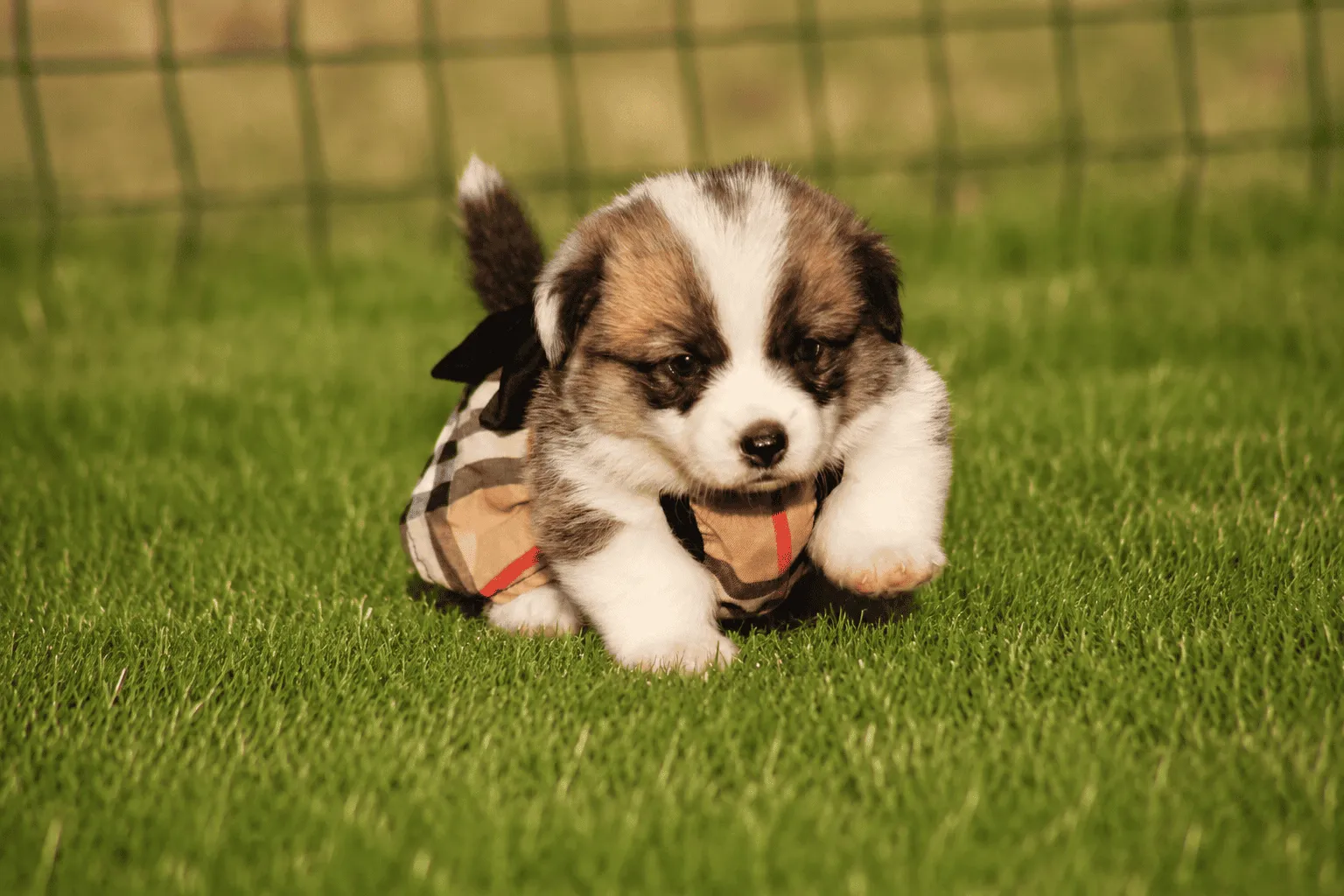 By SCBC, French Bulldog, Dachshund and Welsh Corgi Pembroke breeder in Caveirac (Gard), photo 2