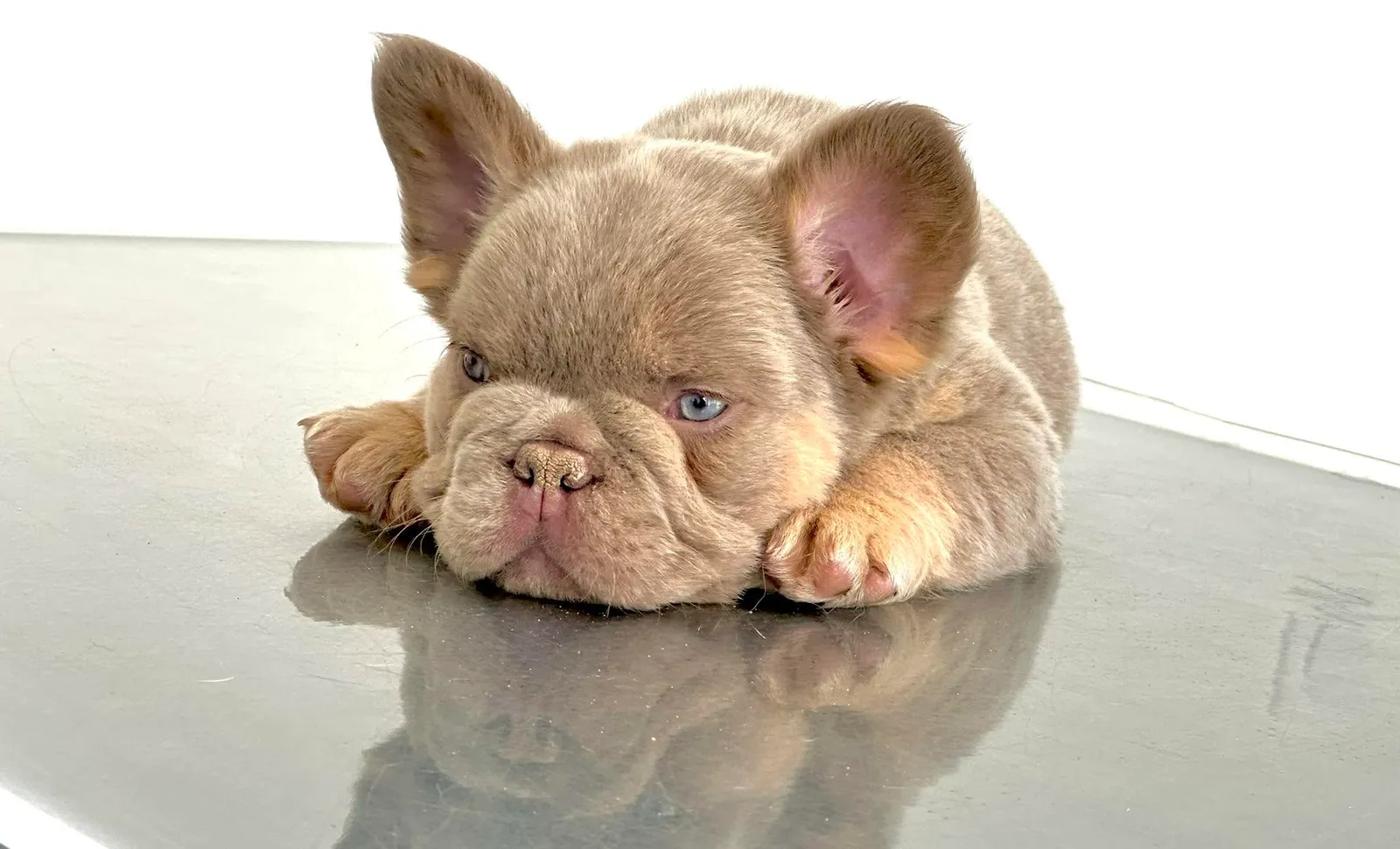 By SCBC, French Bulldog, Dachshund and Welsh Corgi Pembroke breeder in Caveirac (Gard), photo 5