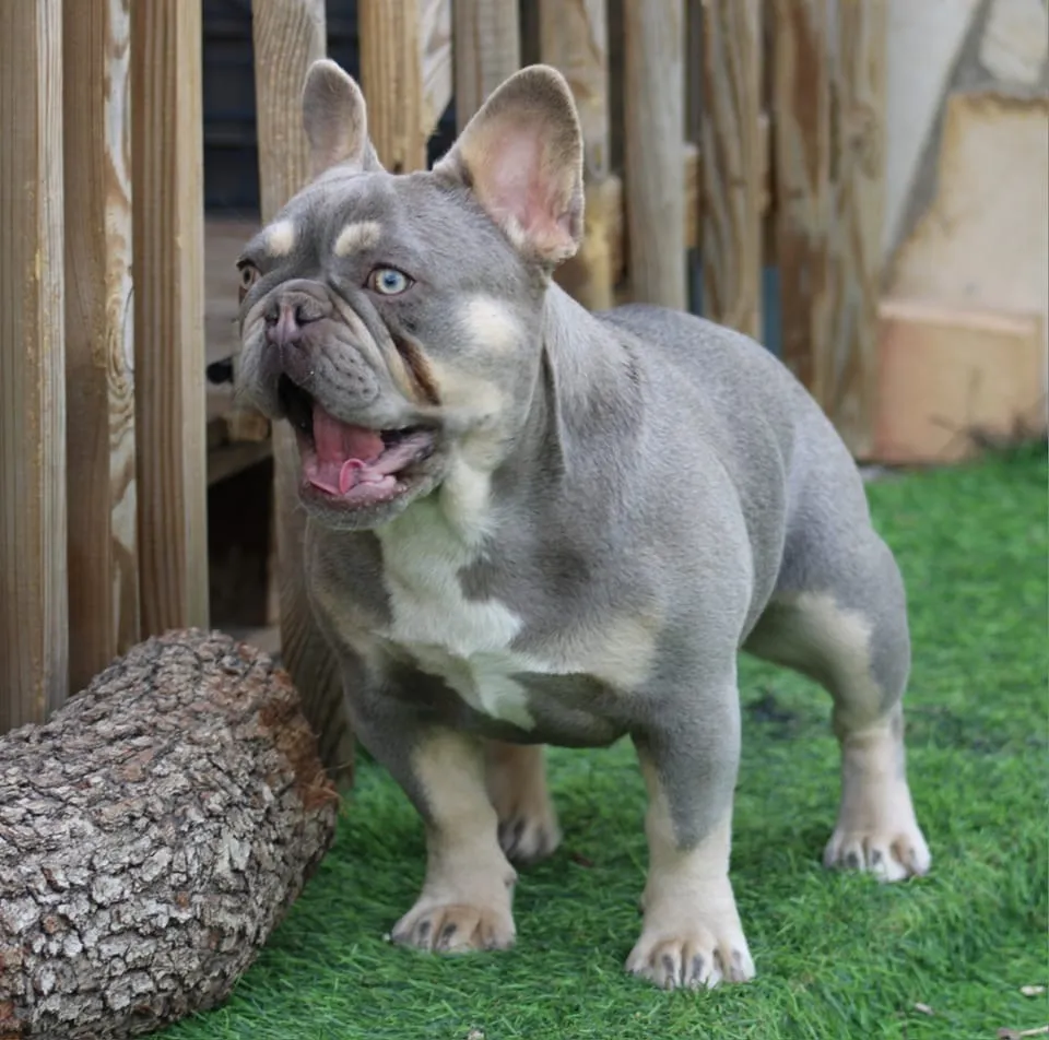 By SCBC, French Bulldog, Dachshund and Welsh Corgi Pembroke breeder in Caveirac (Gard), photo 4