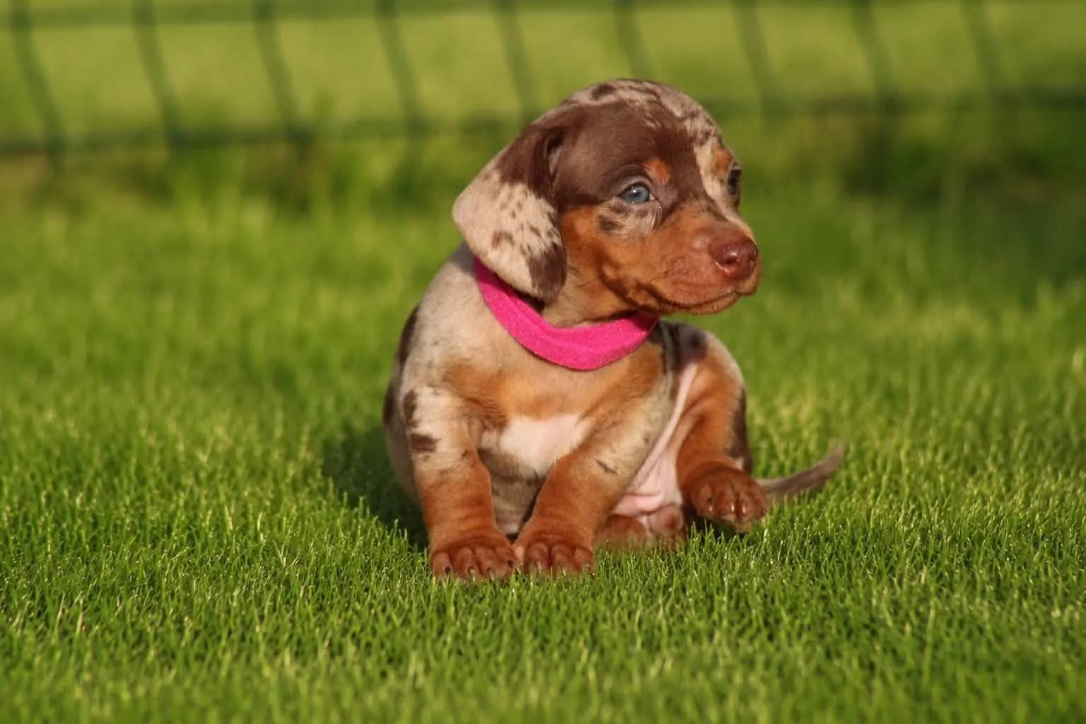 By SCBC, French Bulldog, Dachshund and Welsh Corgi Pembroke breeder in Caveirac (Gard), photo 6