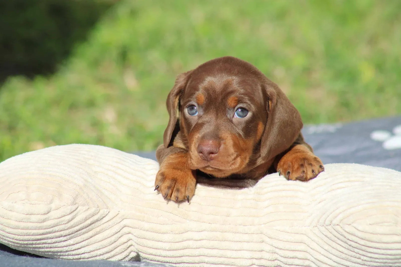 By SCBC, French Bulldog, Dachshund and Welsh Corgi Pembroke breeder in Caveirac (Gard), photo 3