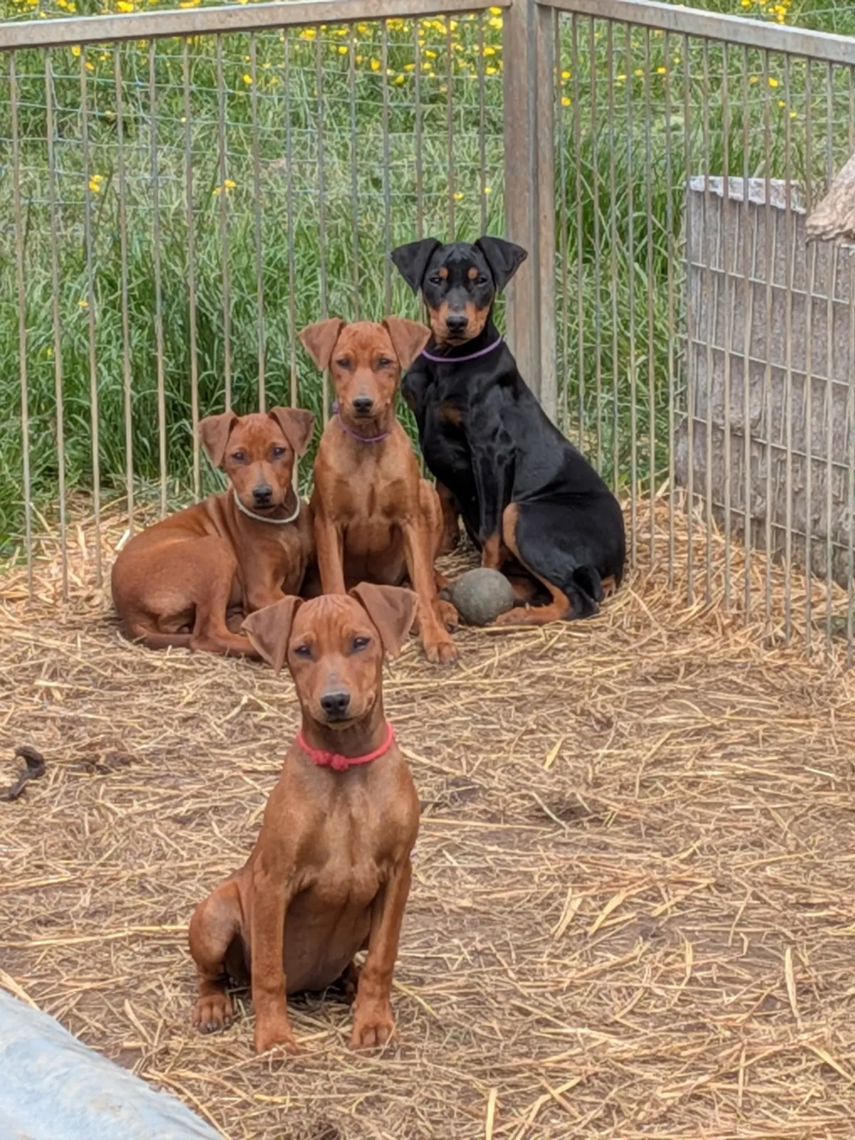 Des Fringants Complices, élevage de Pinscher à Sivry (Meurthe-et-Moselle), photo 2