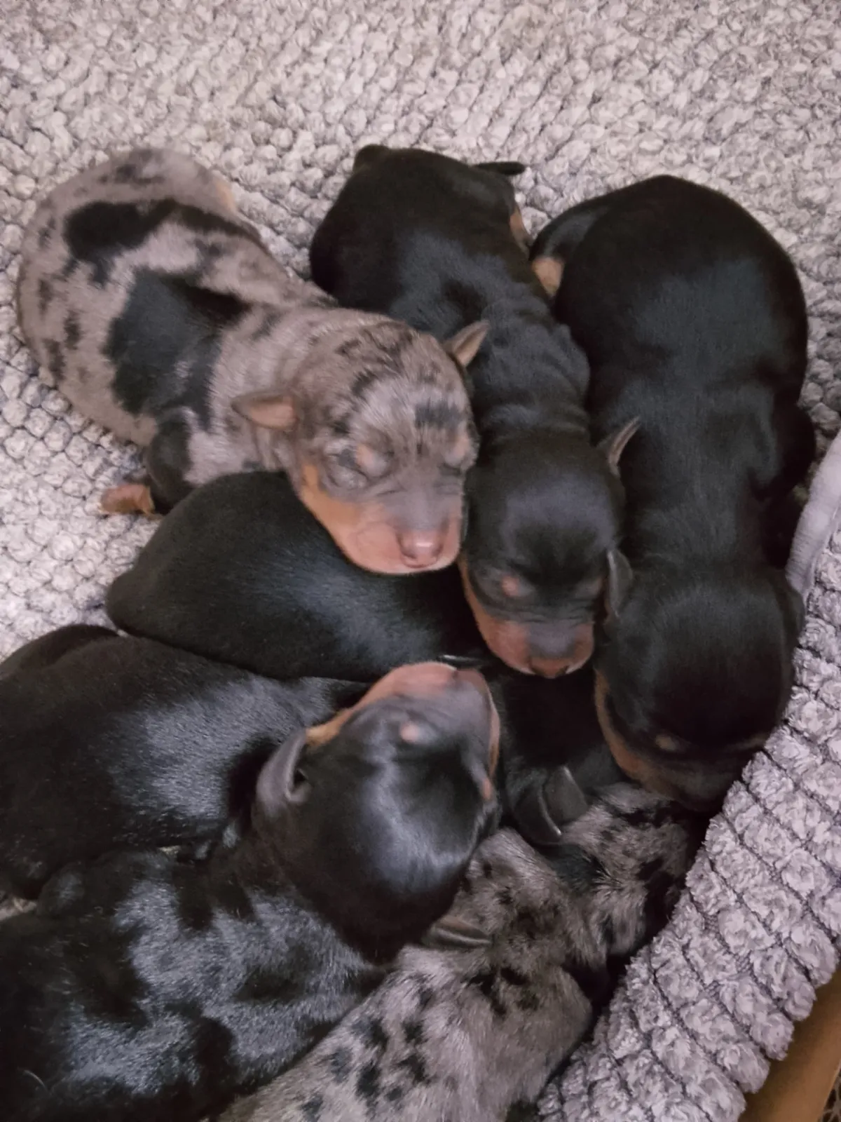 Des Fringants Complices, élevage de Pinscher à Sivry (Meurthe-et-Moselle), photo 3