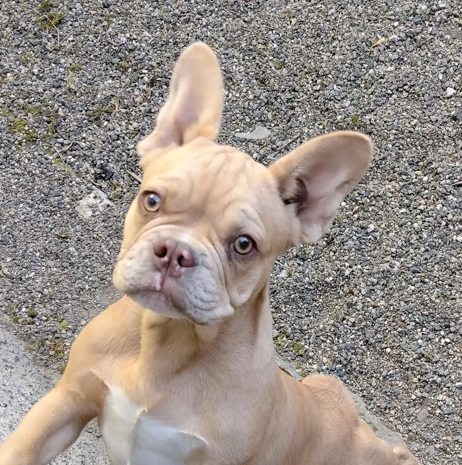 Bentley Of the King Dog Étoilée, Bouledogue français