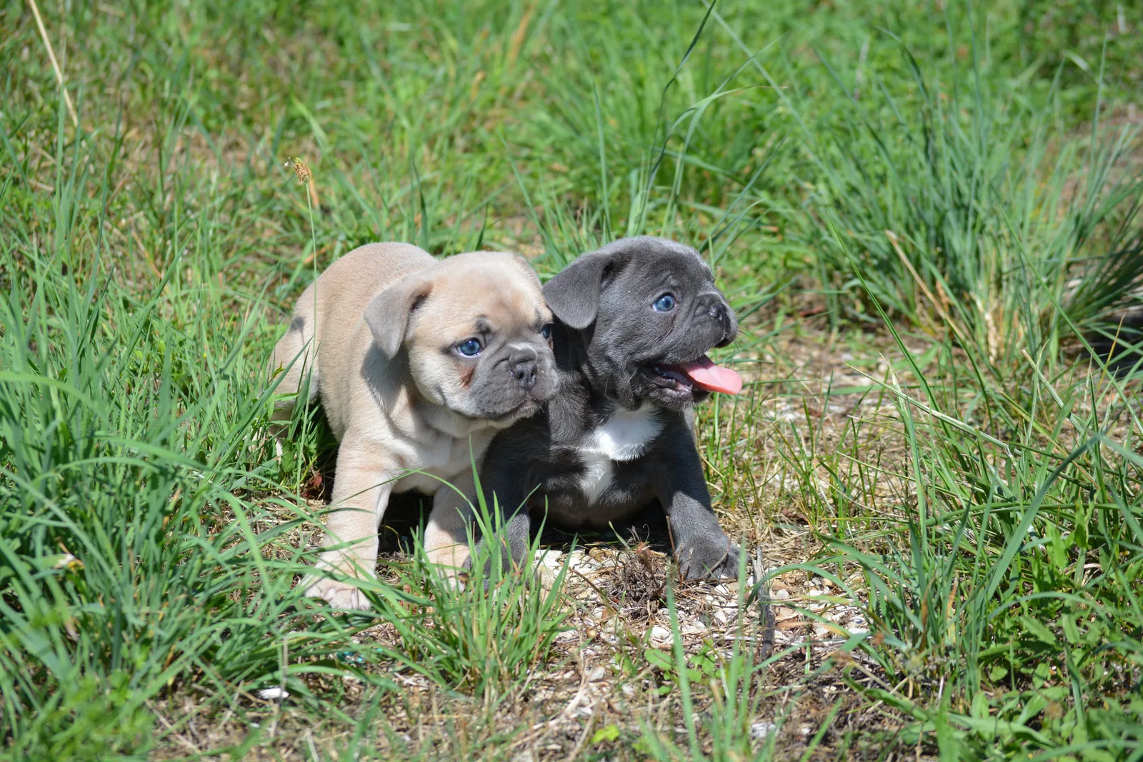 Les Bouledogues du Revermont - GAEC des Dolines, élevage de Bouledogue français à Drom (Ain), photo 4