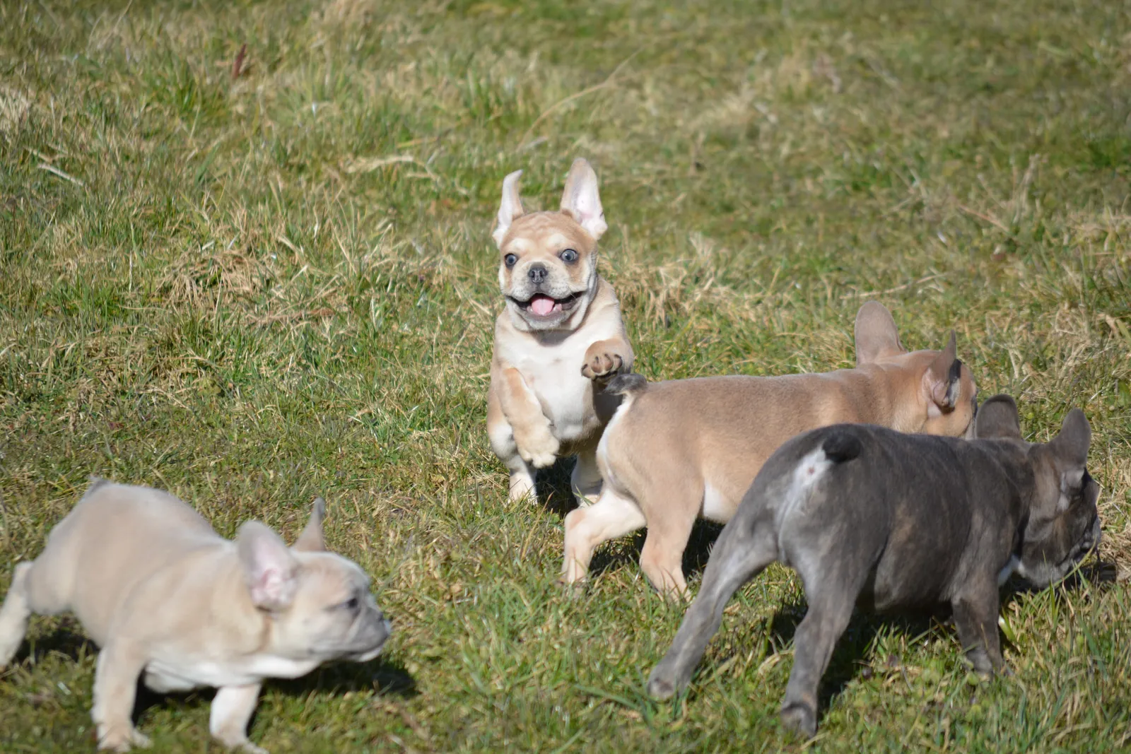 Les Bouledogues du Revermont - GAEC des Dolines, élevage de Bouledogue français à Drom (Ain), photo 5