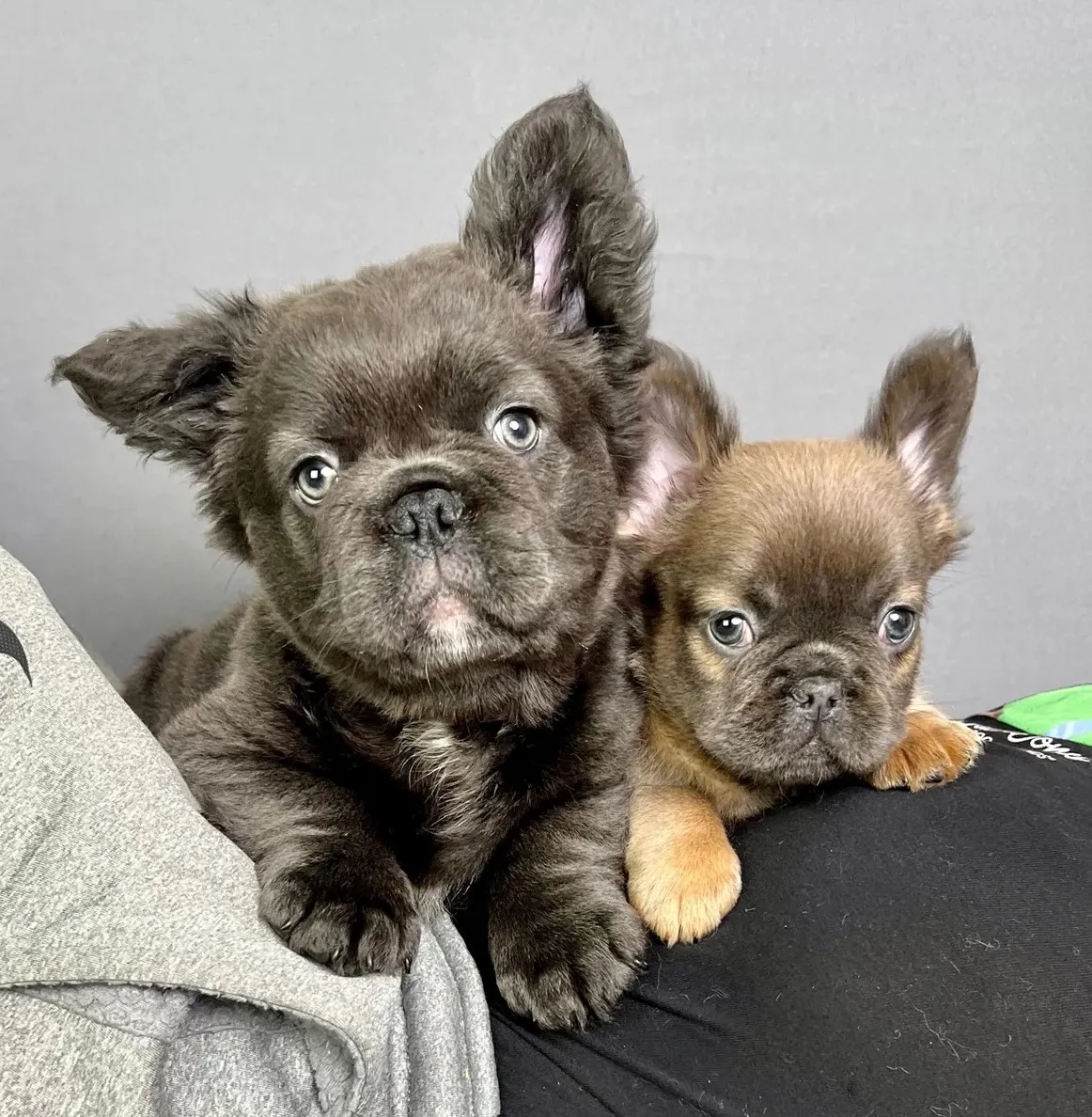 Les Bouledogues du Revermont - GAEC des Dolines, élevage de Bouledogue français à Drom (Ain), photo 2