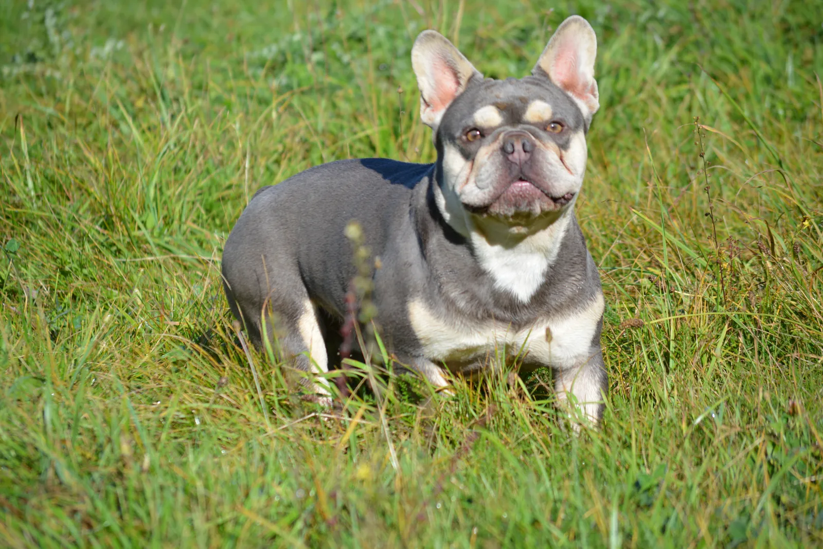 Les Bouledogues du Revermont - GAEC des Dolines, élevage de Bouledogue français à Drom (Ain), photo 3