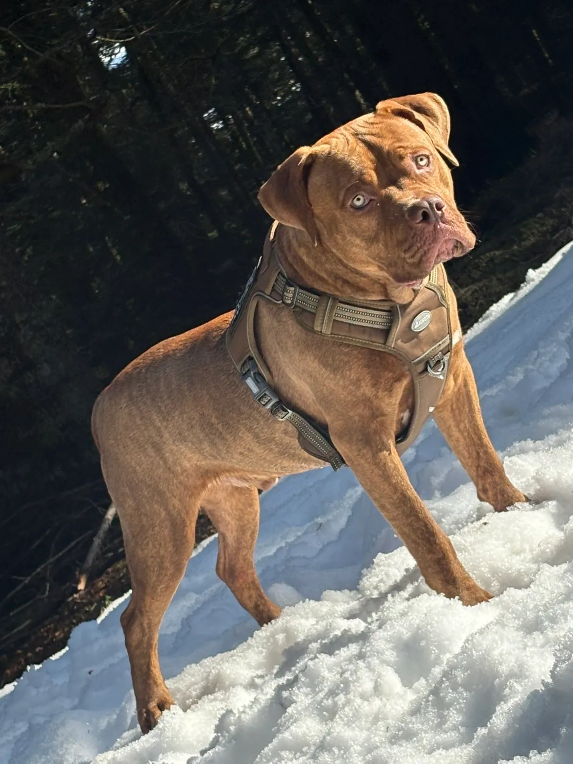 Of Furioza Bull, élevage d'American Bully et New English Bulldog à Schorbach (Moselle), photo 5