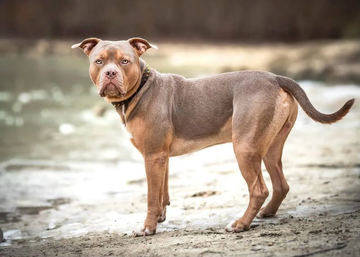 ALL EYES ON MY BULLY, élevage d'American Bully à La Ferté-en-Ouche (Orne), photo 2