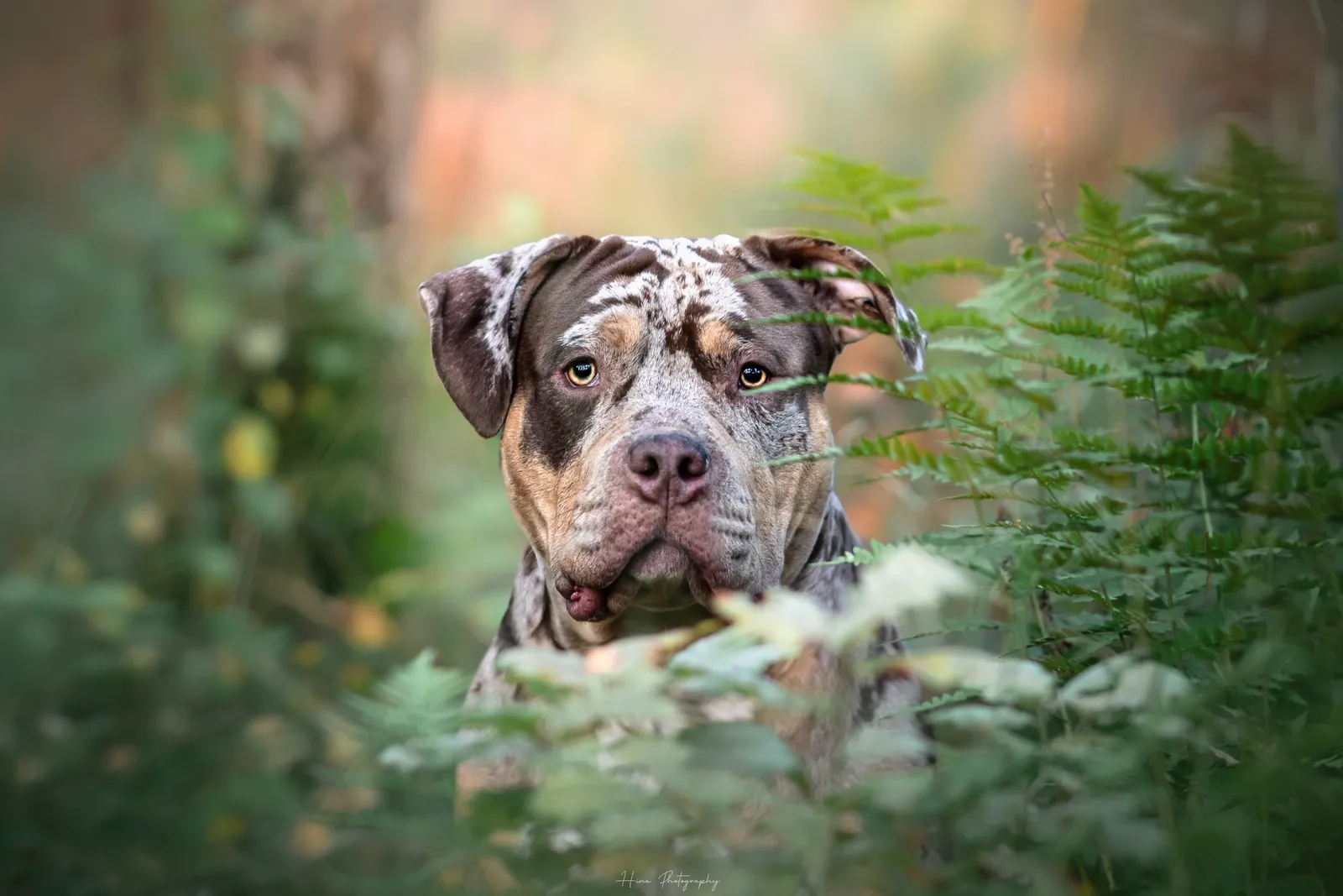 ALL EYES ON MY BULLY