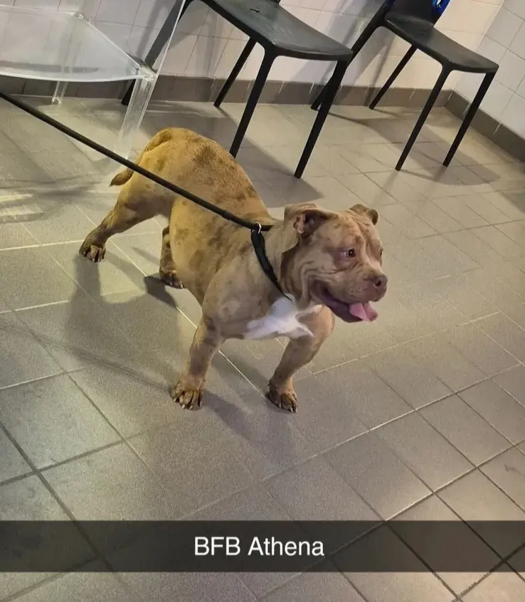Barlou Familly Bully, élevage d'American Bully à Beaucamps-le-Vieux (Somme), photo 3
