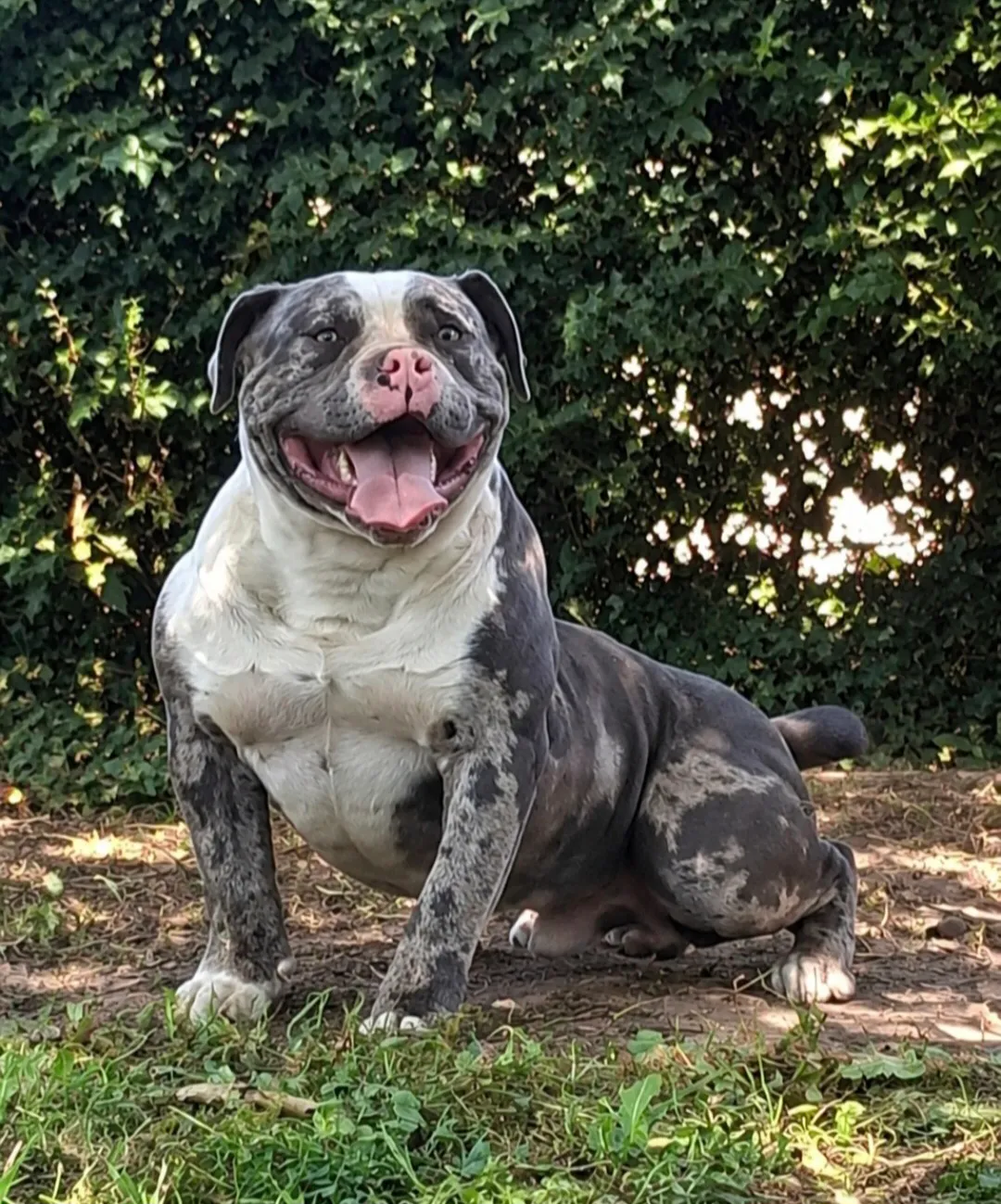 Barlou Familly Bully, élevage d'American Bully à Beaucamps-le-Vieux (Somme), photo 4