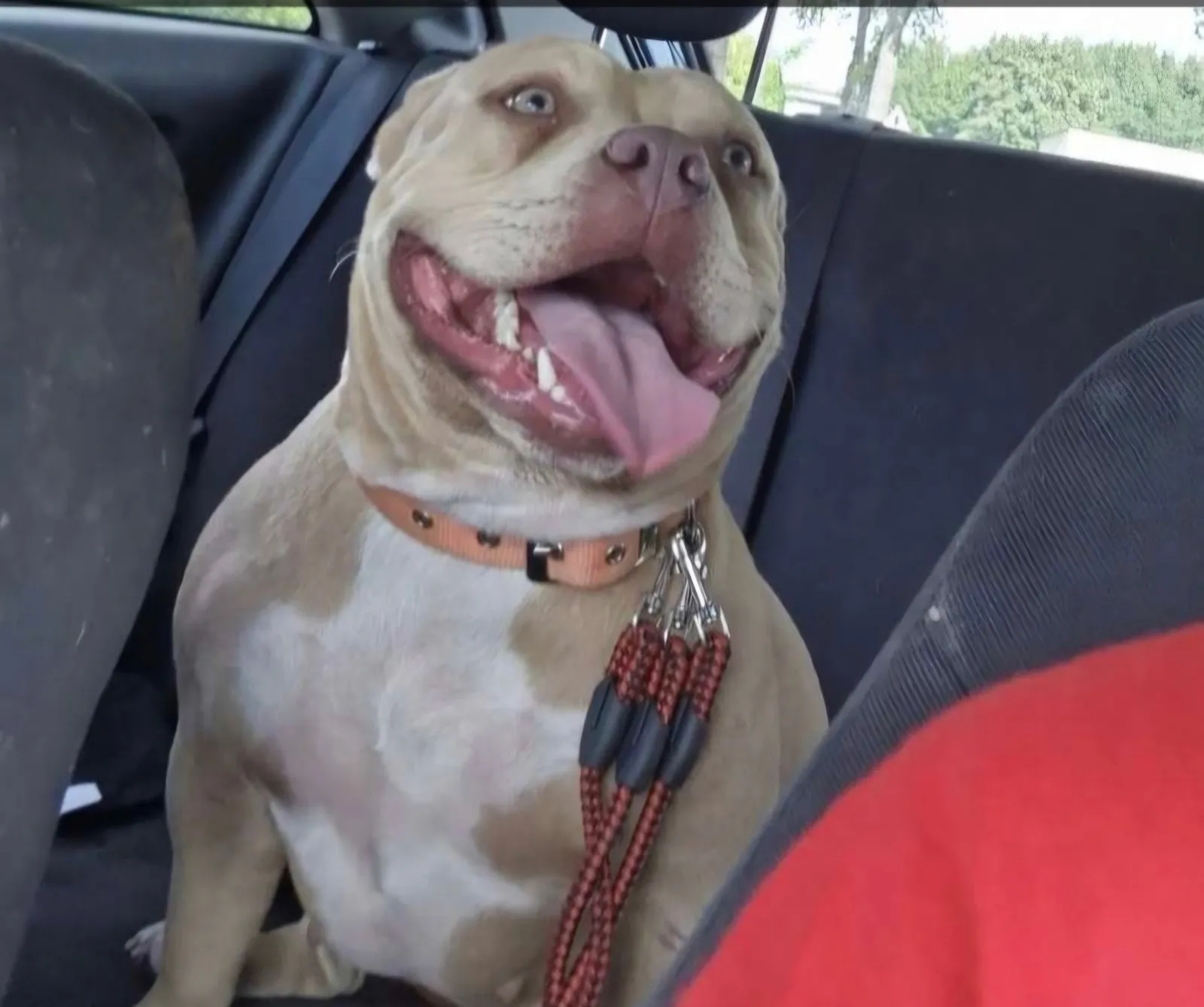 Barlou Familly Bully, élevage d'American Bully à Beaucamps-le-Vieux (Somme), photo 6