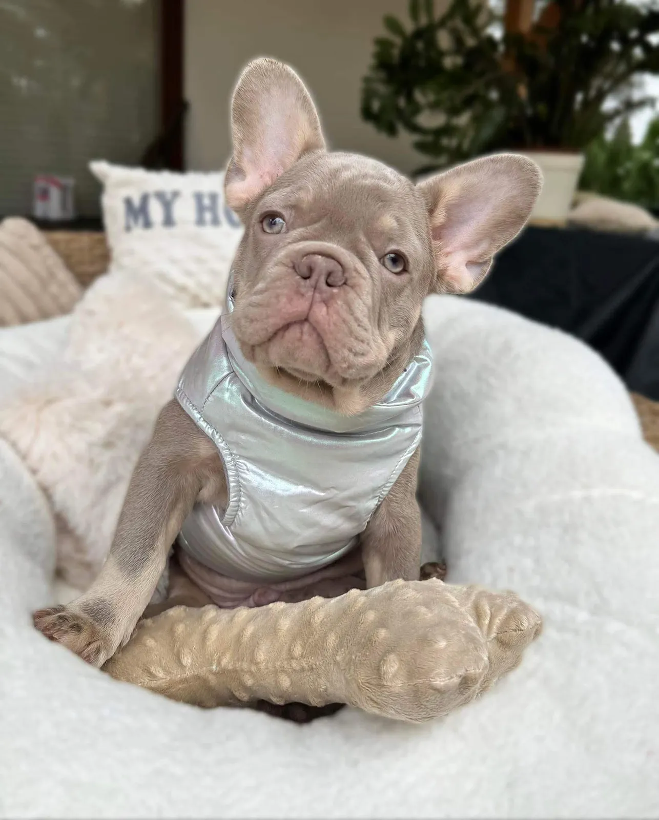 By Lullibully s, élevage de Bouledogue français à Verdille (Charente), photo 2