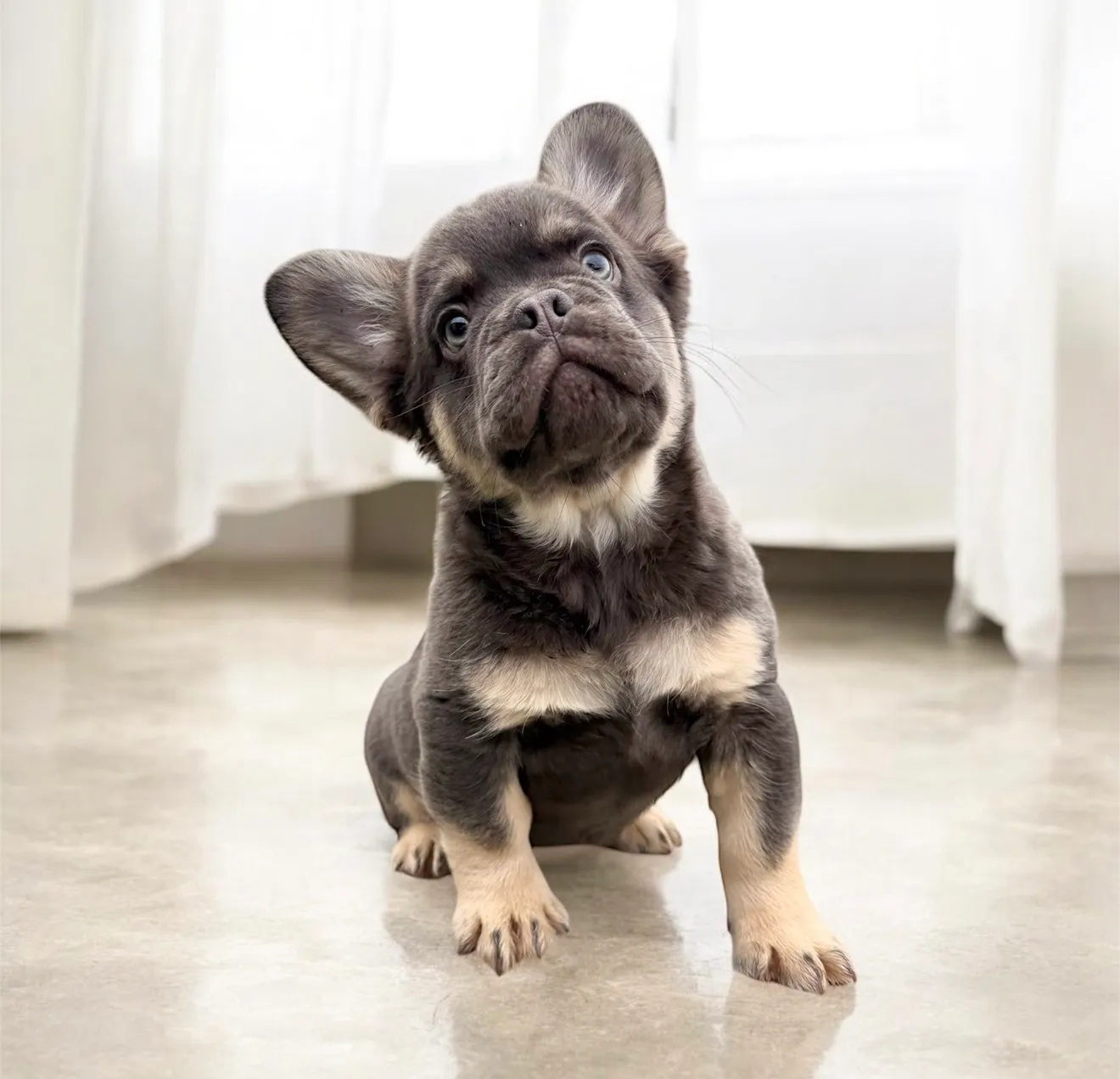 By Lullibully s, élevage de Bouledogue français à Verdille (Charente), photo 6