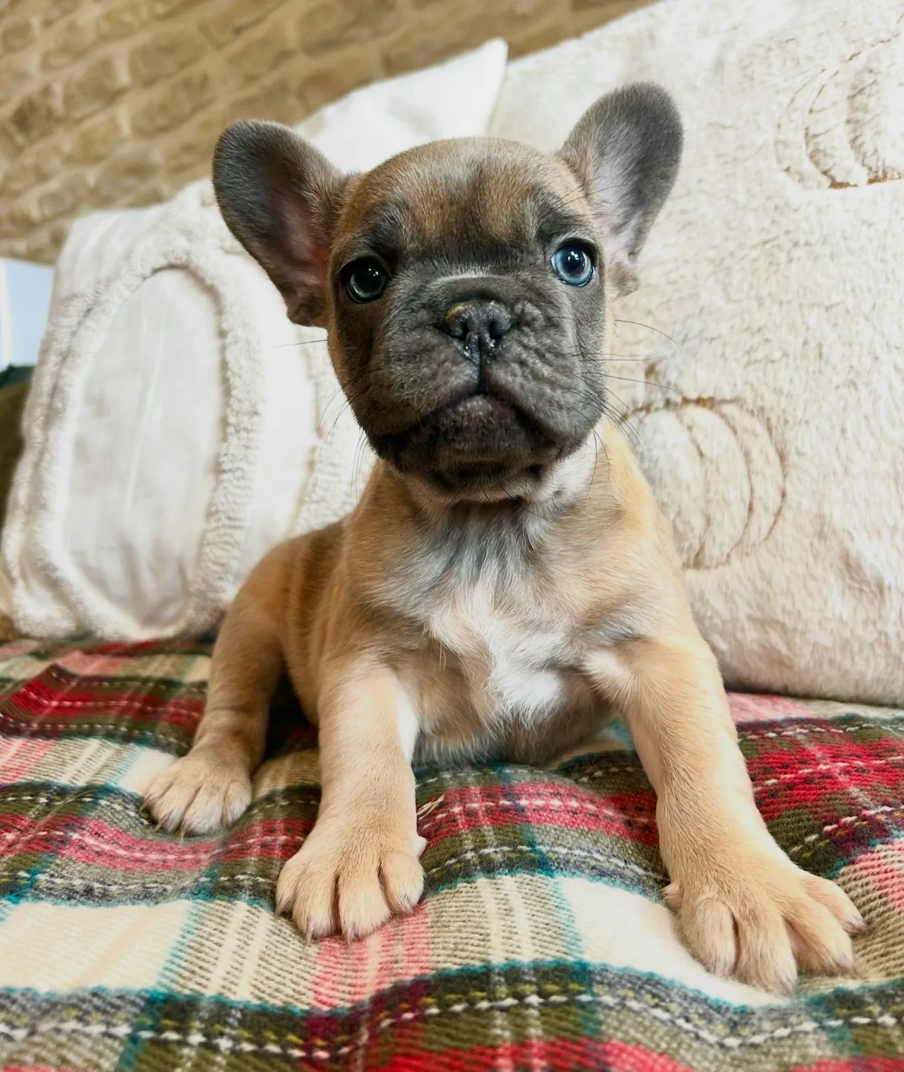By Lullibully s, élevage de Bouledogue français à Verdille (Charente), photo 5