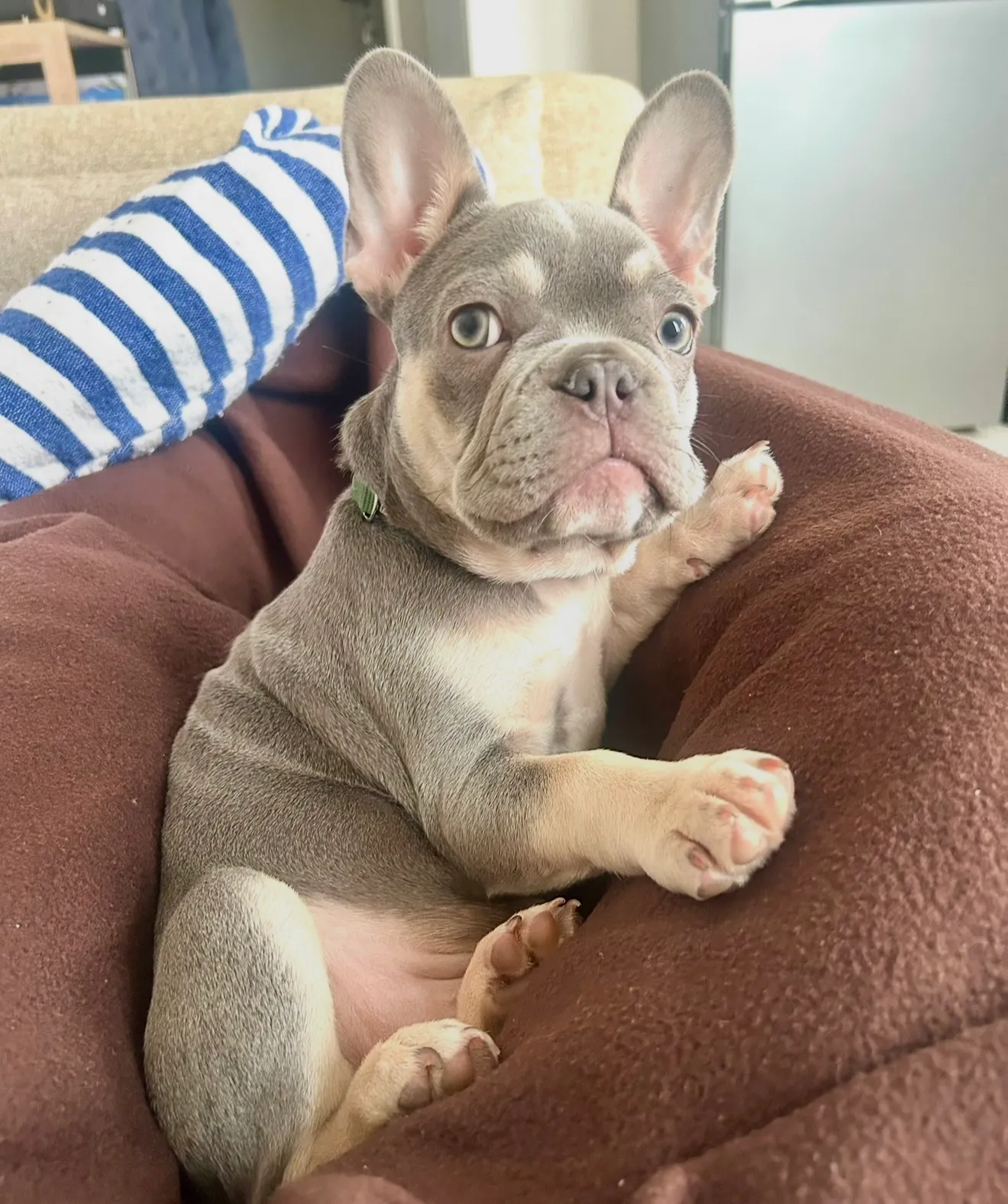 By Lullibully s, élevage de Bouledogue français à Verdille (Charente), photo 4