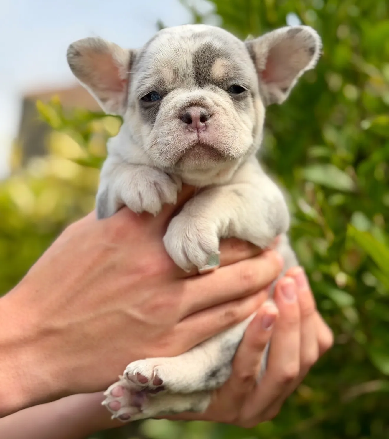 By Lullibully s, élevage de Bouledogue français à Verdille (Charente), photo 3