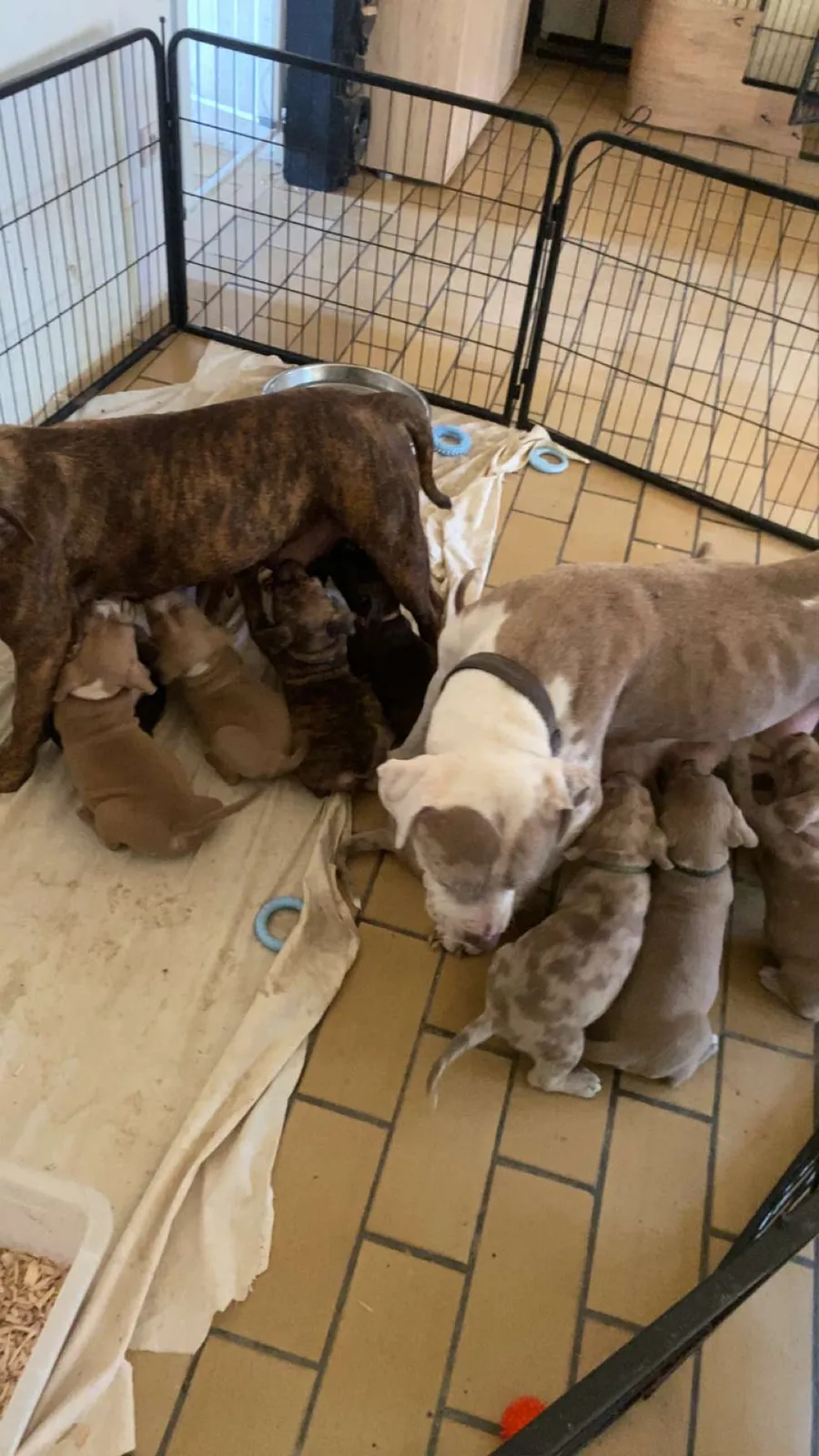Of royal bully, American Bully breeder in Rouille (Vienne), photo 4