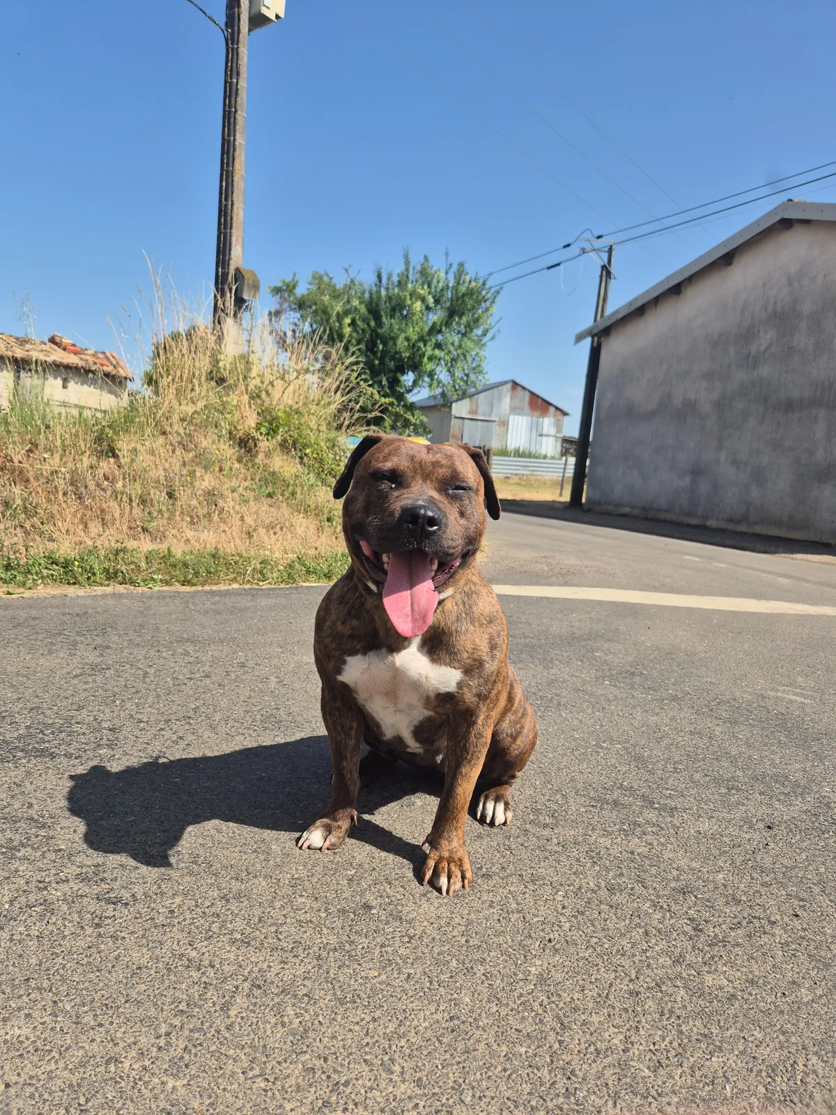 Tasha, American Bully